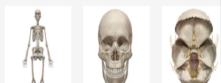 人体解剖学图谱(Atlas)_系统工具_第1张_酷酷手游网 人体解剖学图谱(Atlas)_https://www.k5k1.com_系统工具_第1张