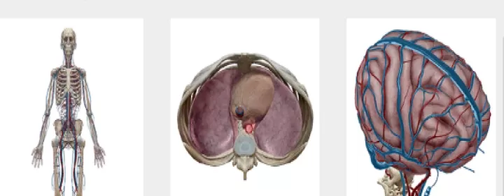 人体解剖学图谱(Atlas)_系统工具_第2张_酷酷手游网 人体解剖学图谱(Atlas)_https://www.k5k1.com_系统工具_第2张