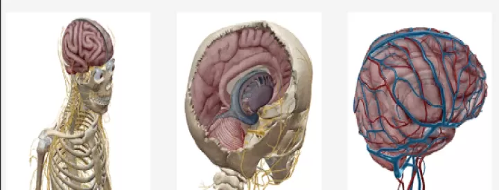 人体解剖学图谱(Atlas)_系统工具_第3张_酷酷手游网 人体解剖学图谱(Atlas)_https://www.k5k1.com_系统工具_第3张