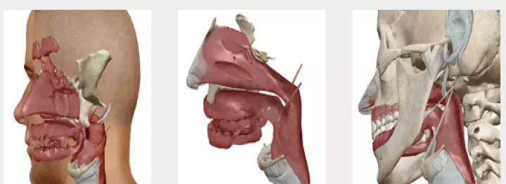 人体解剖学图谱(Atlas)_系统工具_第4张_酷酷手游网 人体解剖学图谱(Atlas)_https://www.k5k1.com_系统工具_第4张