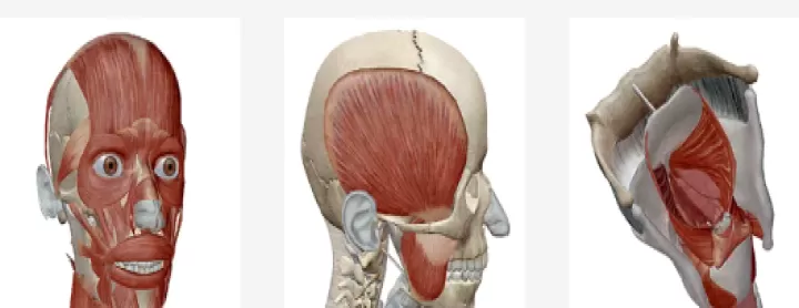 人体解剖学图谱(Atlas)_系统工具_第5张_酷酷手游网 人体解剖学图谱(Atlas)_https://www.k5k1.com_系统工具_第5张