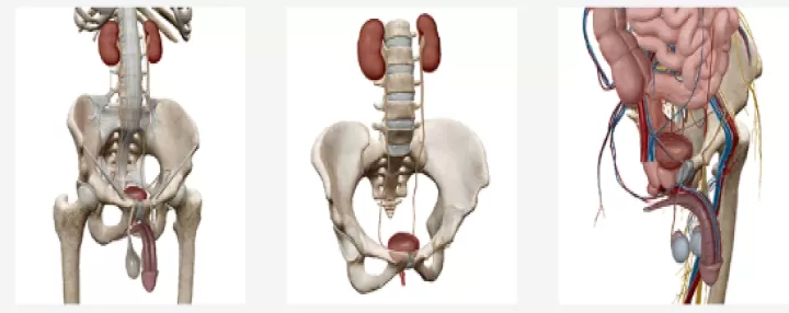 人体解剖学图谱(Atlas)_系统工具_第7张_酷酷手游网 人体解剖学图谱(Atlas)_https://www.k5k1.com_系统工具_第7张