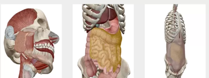 人体解剖学图谱(Atlas)_系统工具_第6张_酷酷手游网 人体解剖学图谱(Atlas)_https://www.k5k1.com_系统工具_第6张