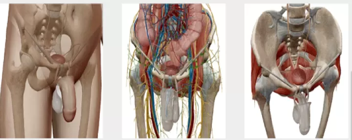 人体解剖学图谱(Atlas)_系统工具_第10张_酷酷手游网 人体解剖学图谱(Atlas)_https://www.k5k1.com_系统工具_第10张