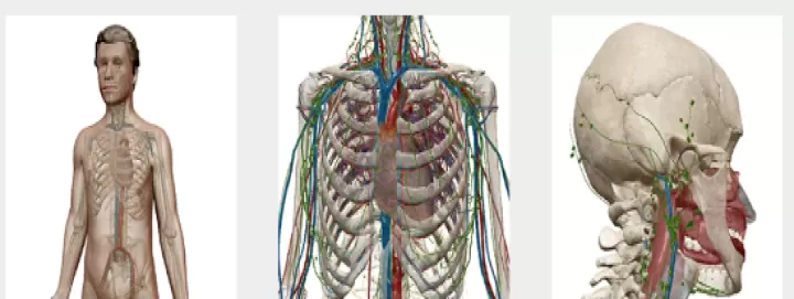 人体解剖学图谱(Atlas)_系统工具_第8张_酷酷手游网 人体解剖学图谱(Atlas)_https://www.k5k1.com_系统工具_第8张
